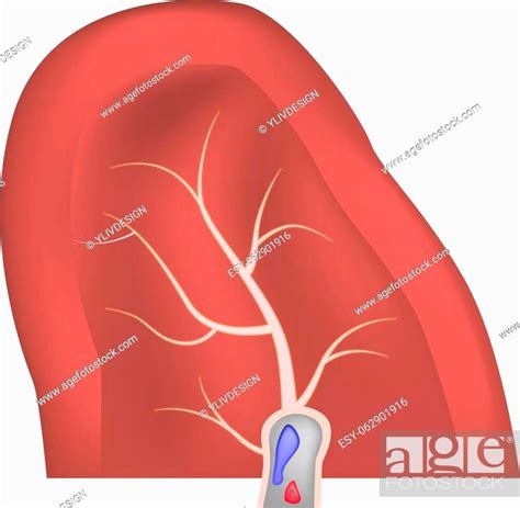 Spleen Section Mockup Realistic Illustration Of Spleen Section Vector