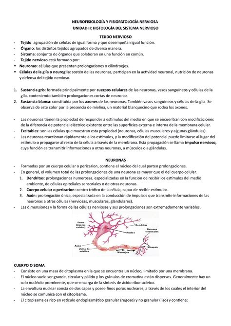 U Histologia Teoria Neurofisiologia Neurofisiolog A Y