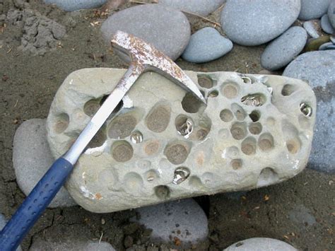 Pholad Bivalve Borings Jefferson County Washington