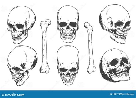 Hand Drawn Realistic Human Skulls And Bones From Different Angles