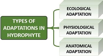 Adaptations in Hydrophytes - Meaning and Types - Biology Reader