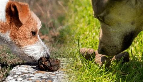 Por Que Los Perros Se Comen Su Propio Excremento