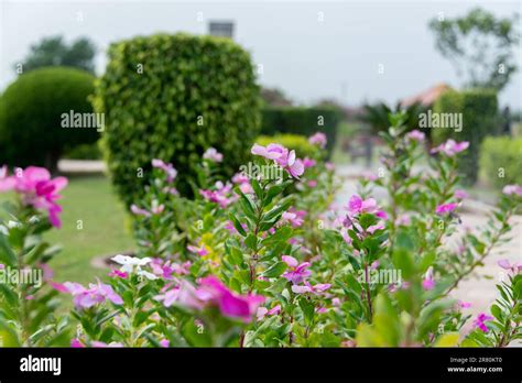 The Madagascar periwinkle is a tropical flower known for its vibrant ...