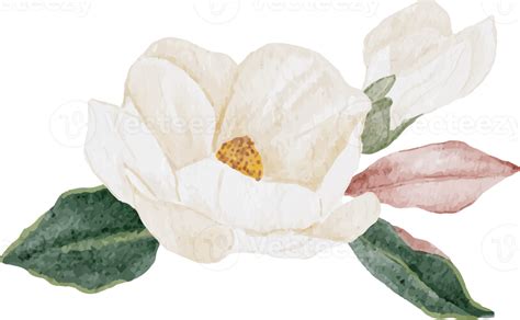 buquê de flores e folhas de magnólia branca aquarela 9390946 PNG