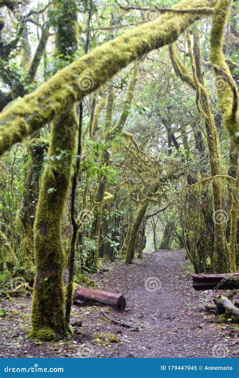 Laurel Forest On Madeira Island, Portugal Royalty-Free Stock Image | CartoonDealer.com #84619348