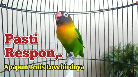 Apapun Jenis Lovebirdnya Pasti Respon Pancingan Suara Lovebird Ngekek