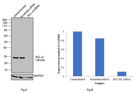 Bcl Xl Antibody Pa