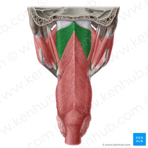 Muscles Of The Pharynx Anatomy Origins And Insertions Kenhub