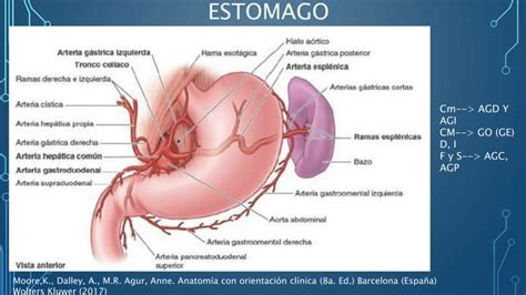 Irrigacion Y Drenaje Venoso Del Tronco Celiaco Ppt