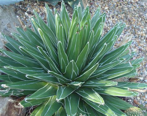Photo 6480 Agave Victoriae Reginae Plant Lust