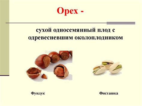 Органы цветковых растений. Вегетативные. Генеративные - презентация онлайн