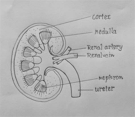 Kidney Drawing With Labels And Nephron