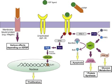 Figure 1 From Insulin Like Growth Factor IGF Signaling In