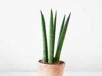 Comment Soigner Et Multiplier La Sansevieria Ou La Langue De La Belle