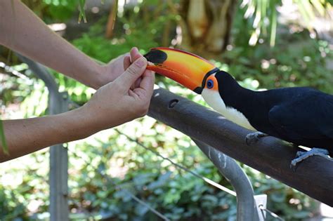 Giant Toucan Fighting With A Visitor At The Zoo Stock Photo Download