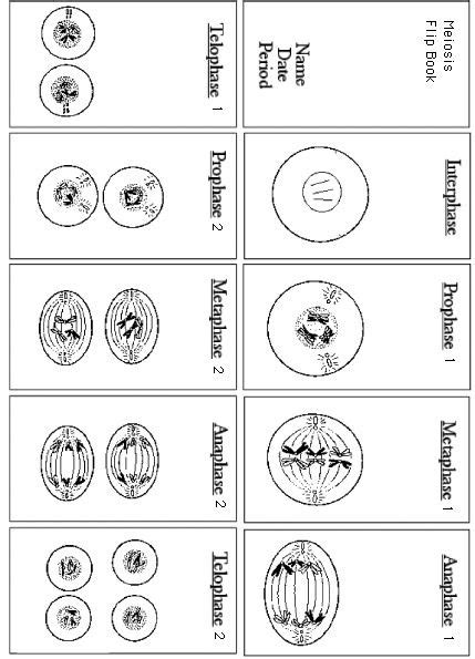 Preview Pictures Of Four Different Types Of Circles