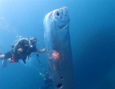 A “Doomsday Fish” Was Filmed off the Coast of Taiwan