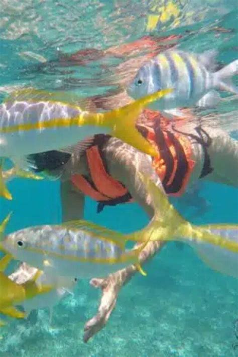 Snorkeling At Puerto Morelos Reefs National Park