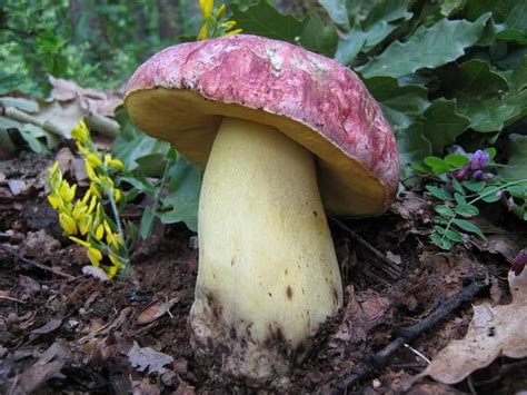 Butyriboletus Regius Mycology Stuffed Mushrooms Wonders Of