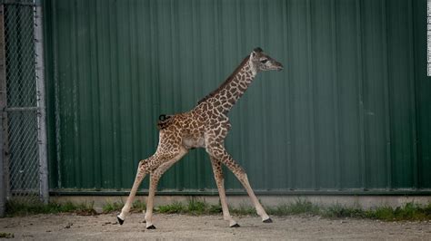 マサイキリンの赤ちゃん誕生、「奇跡の子」と喜びの声 米動物園 Jp