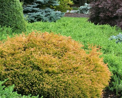 Thuja Occidentalis Golden Tuffet Dwarf Yellow Eastern Arborvitae