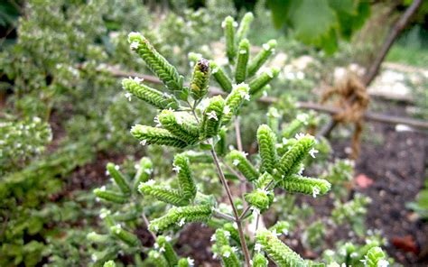 Syrischer Oregano Zatar Pflanze Origanum Syriacum Majoran