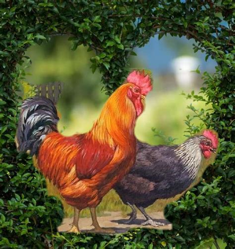 El gallo y la gallina rompecabezas en línea