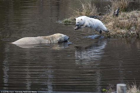 Adorable Polar Bear Cub Soaks His Mother At Highland Wildlife Park