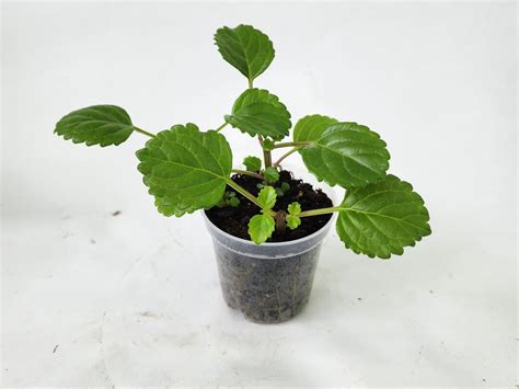 Swedish Ivy Plectranthus Verticillatus Live Indoor Plants House