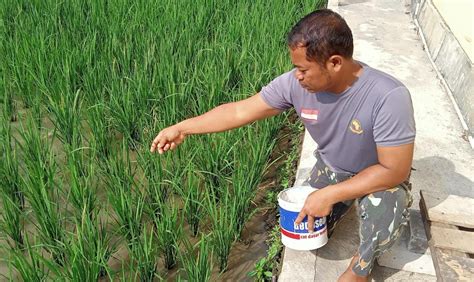 Bripka Margadi Terapkan Konsep Pertanian Sayuran Padi Ikan Dan Itik