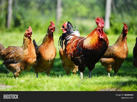 Chickens On Image And Photo Free Trial Bigstock