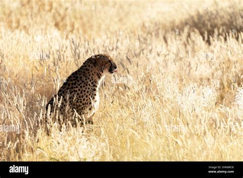 Cheetah Sitting In Dry Yellow Grass Of The African Savannah Etosha National Park Namibia