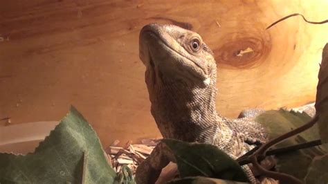 Baby Whitethroat Monitor Lizard Feeding Youtube