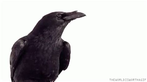 Crow Fly GIF - Crow Fly - Discover & Share GIFs