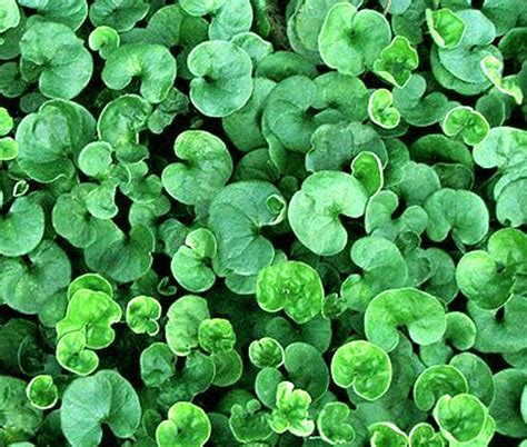 Dichondra Dichondra Repens Seeds