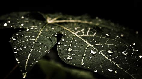 1284x2778px Free Download Hd Wallpaper Water Leaf Dew Moisture