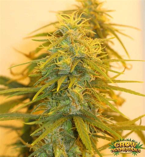 Acapulco Gold Seeds - Strain Review | Grow-Marijuana.com