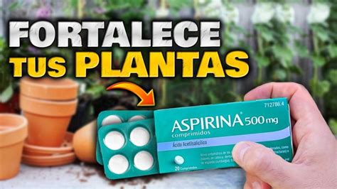 Aspirina En Agua Para Flores Actualizado Octubre