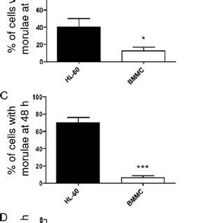 A Phagocytophilum Invades And Replicates Within Bone Marrow Derived