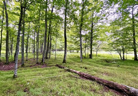 Archaeologists uncover massive 1,000-year-old Native American fields in