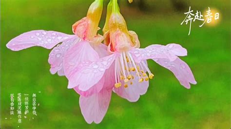 Japanese Folk Song 9 Cherry Blossoms （さくらさくら Sakura Sakura）佛光大學櫻花步道