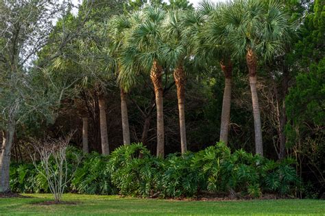 The 6 Best Shade Trees For Your Florida Landscape