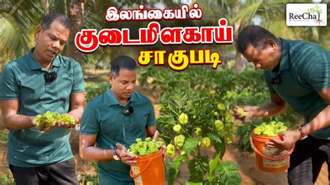 Capsicum Farming In Sri Lanka Vlog Best Farm House In Sri Lanka BK