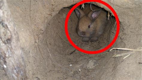 conejo pequeño en la madriguera nido de conejos conejos en libertad