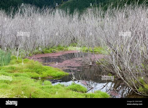 Red Algae And Dead Trees Para Wetlands Stock Photo Alamy