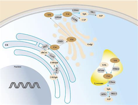 Frontiers The Role Of Sphingolipid Metabolism In Bone Remodeling