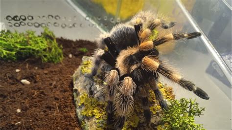 Ptasznik Brachypelma Hamorii Po Wylince 6 YouTube