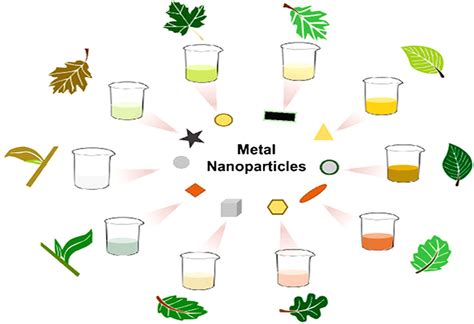 Green Synthesis Of Metal And Metal Oxide Nanoparticles From Plant Leaf