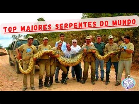 Top 5 Maiores COBRAS Do Mundo Cienciando YouTube