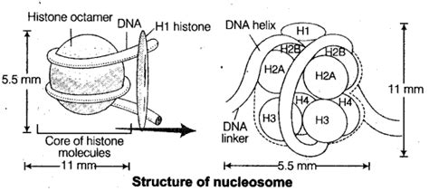 Neet Biology Notes Molecular Basis Of Inheritance Genetic Material